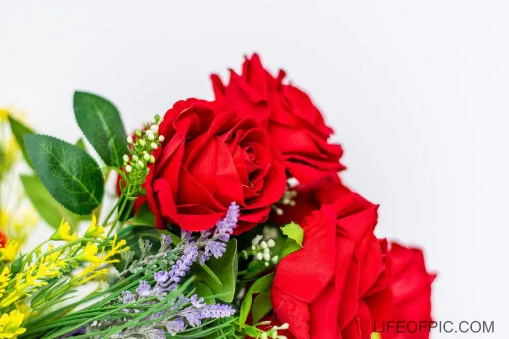 Beautiful Red Roses with White Background - rose flower images