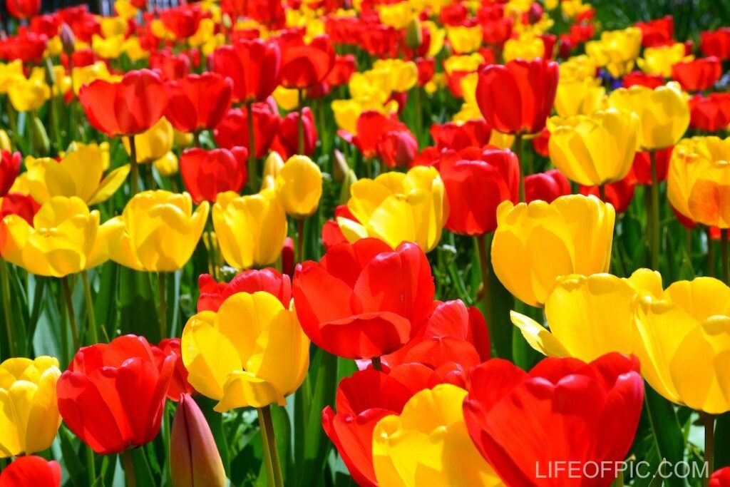 Beautiful Red and Yellow Tulips on Field - flower images