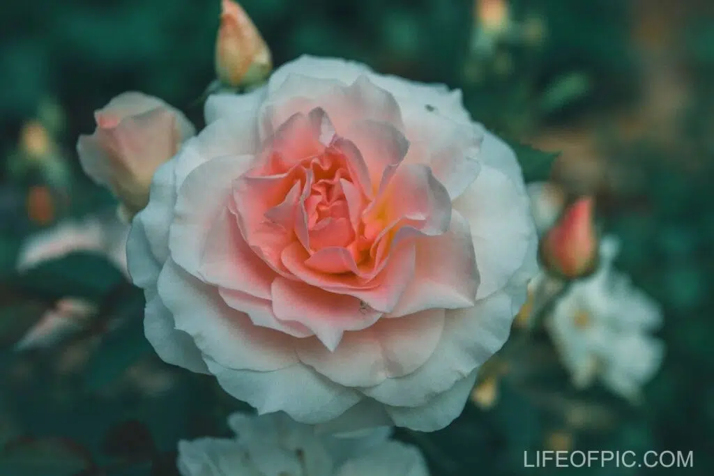 Beautiful Rose in Bloom - rose flower images