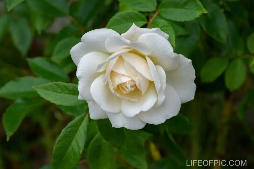 Beautiful White Flower Plant - rose flower images
