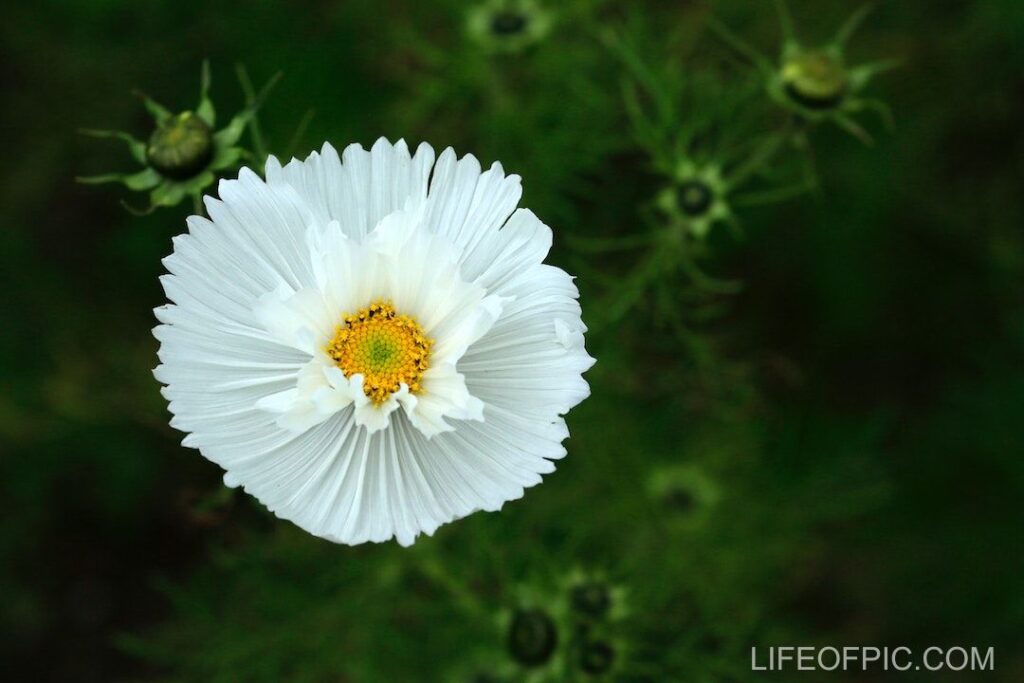 Beautiful White Flower in the Garden - flower images