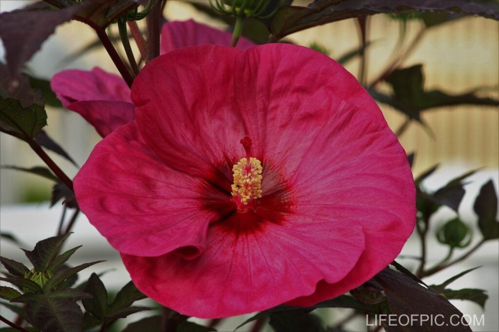 Blooming Pink Flower of a Plant - flower images