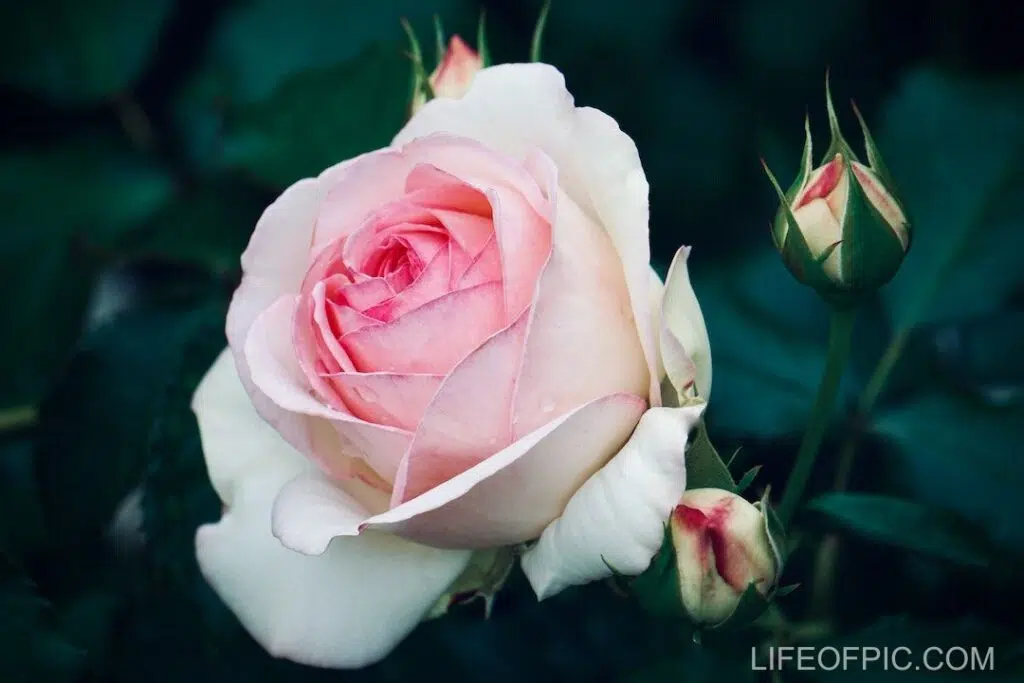 Blooming Pink Rose in the Garden - rose flower images