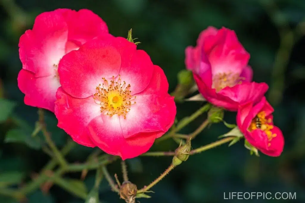 Blooming Rosa rubiginosa flowers growing in garden - rose flower images