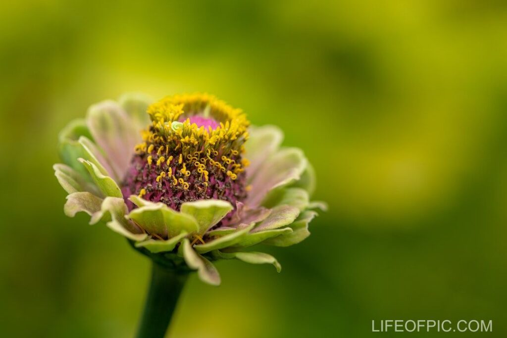 Blooming Zinnia elegans annual flowering plant growing in garden - flower images