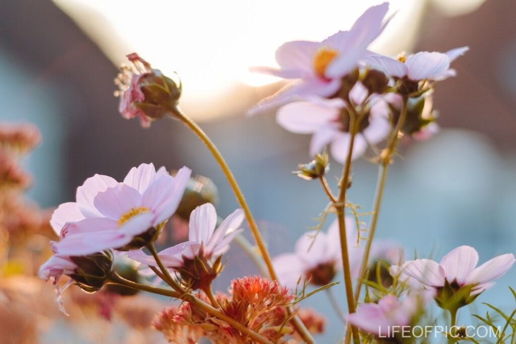 Blooming flowers growing on field - flower images