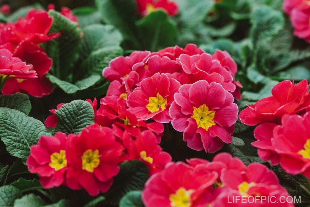Blooming pink primula flowers in garden - flower images