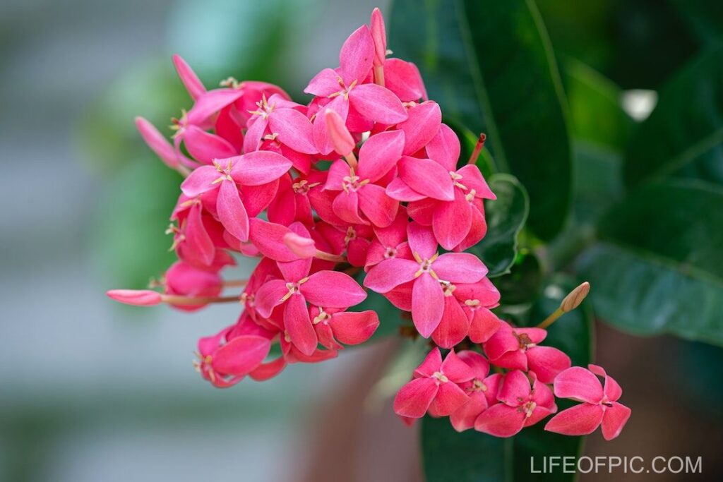 Blooming vivid pink West Indian jasmine flowers with green leaves - flower images