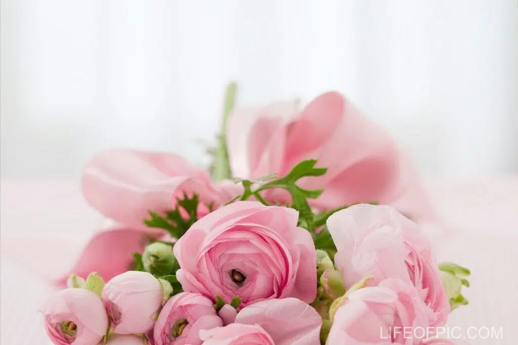 Bouquet of Pink Roses - rose flower images