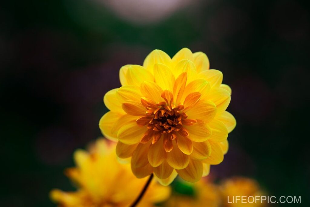 Bright yellow dahlia flower in garden - flower images
