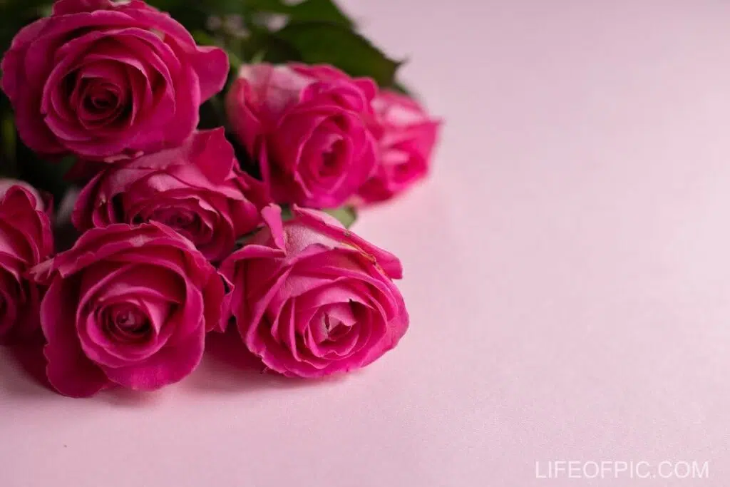 Bunch of fresh roses with gentle petals for event - rose flower images