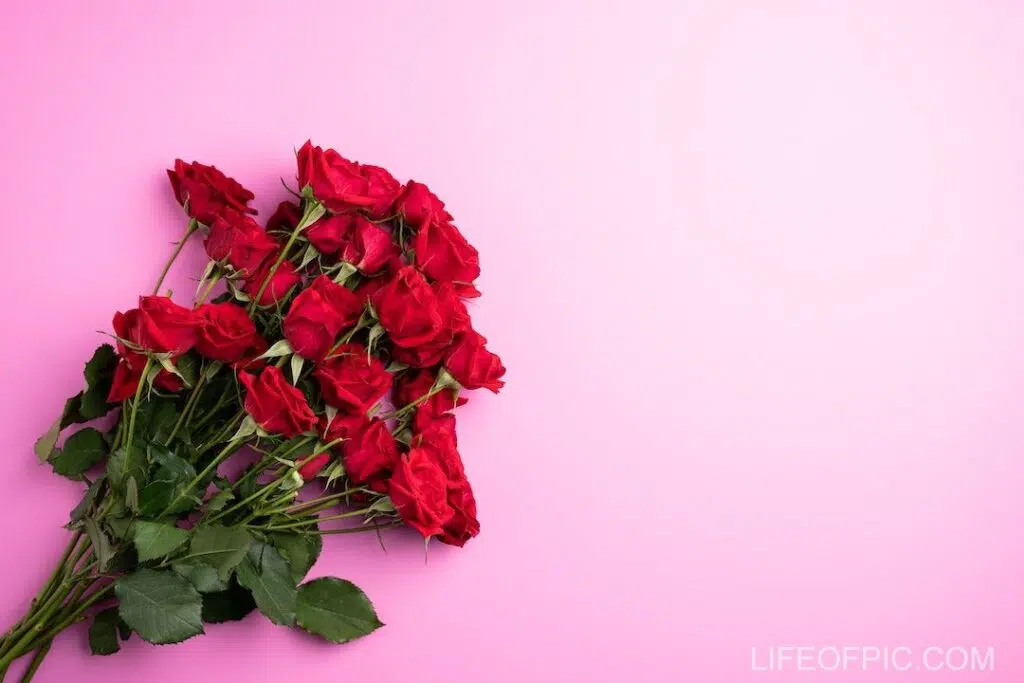 Bunch of red roses on pink surface - rose flower images