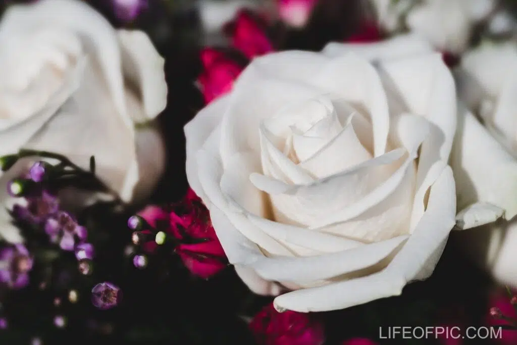 Bunch of tender white roses arranged with red flowers - rose flower images