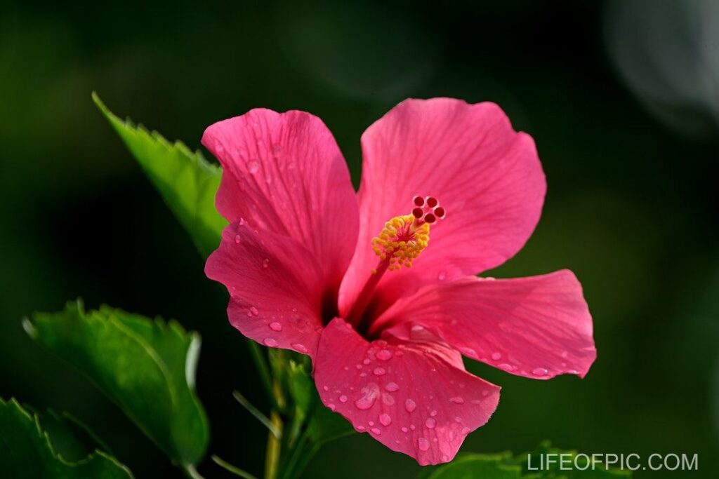 Close Up Photo of a Hibiscus Flower - flower images
