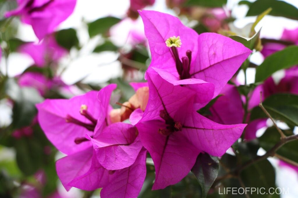 Close Up Photography of Purple Flowers - flower images