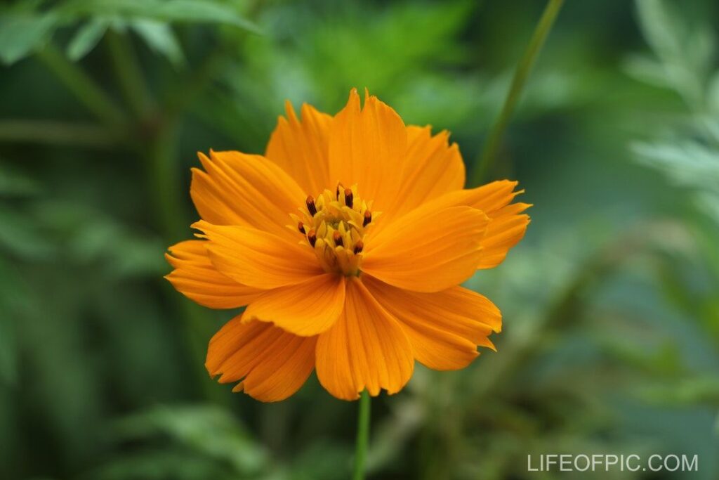 Close Up Photography of Yellow Flower - flower images