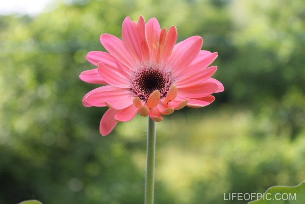 Close Up Shot of Pink Gerbera Daisy in Bloom - flower images