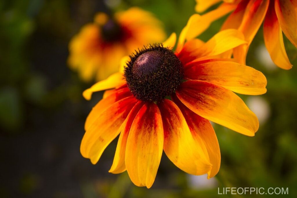 Close Up Shot of Yellow Coneflowers in Bloom - flower images