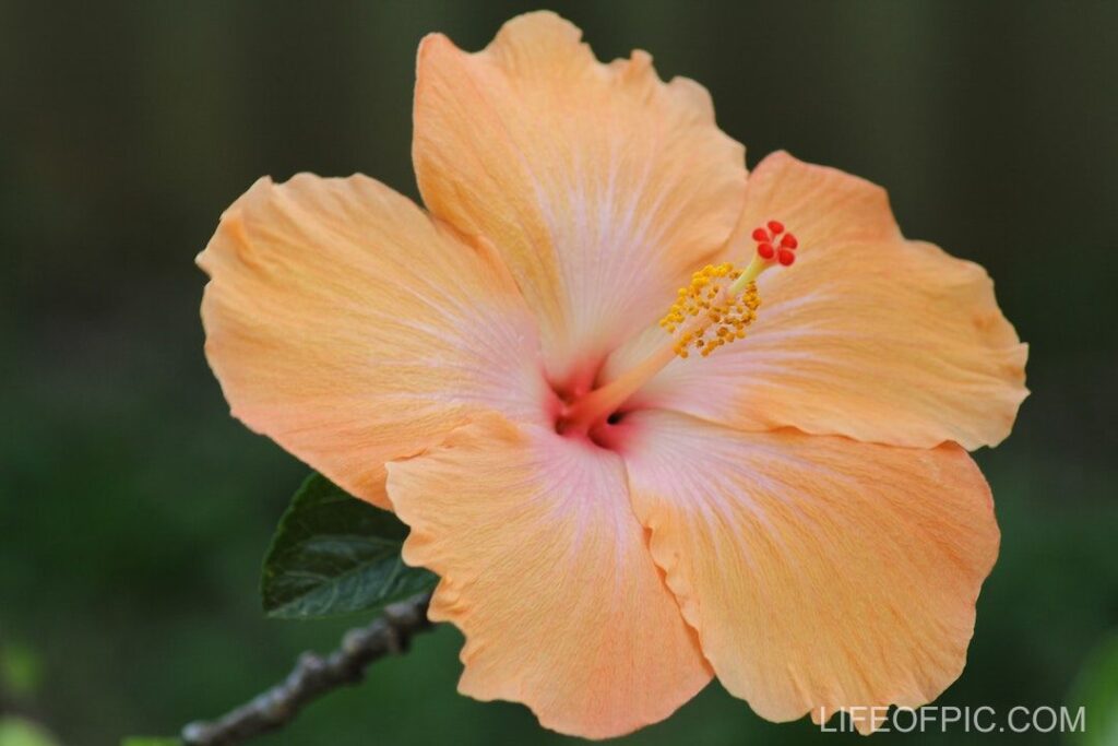 Close Up Shot of a Hibiscus Flower - flower images