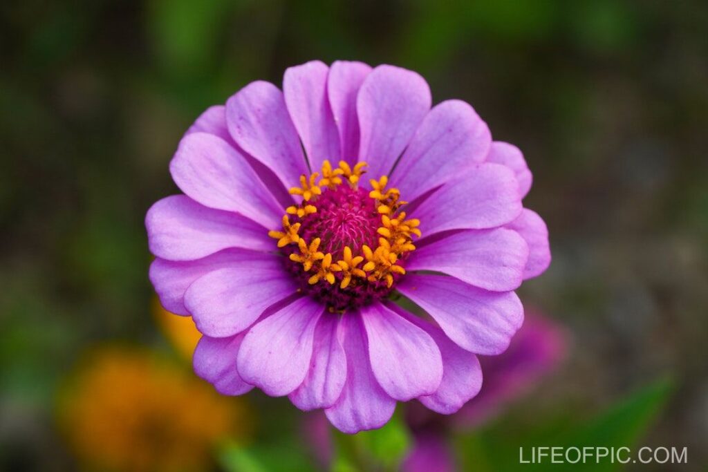 Close Up Shot of a Purple Zinnia in Bloom - flower images