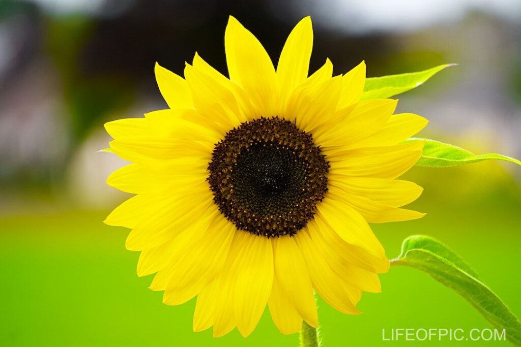 Close Up Shot of a Sunflower in Bloom - flower images