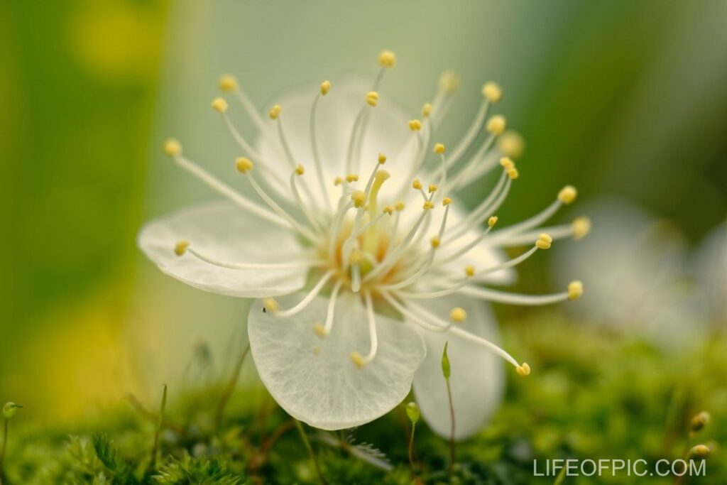 Close Up Shot of a White Flower in Bloom - flower images