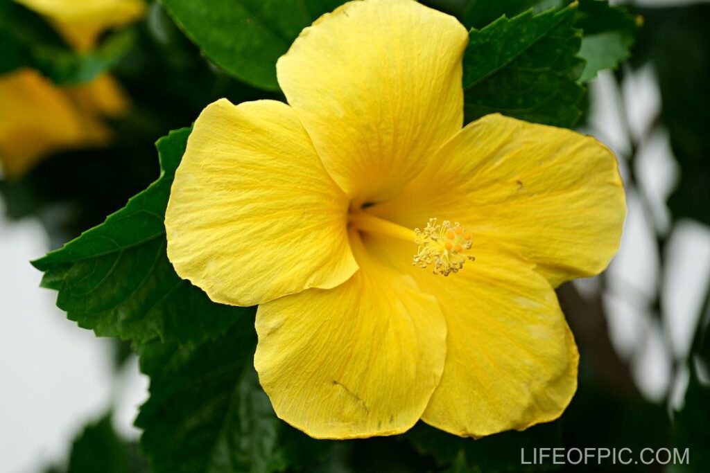 Close Up Shot of a Yellow Hibiscus Flower - flower images