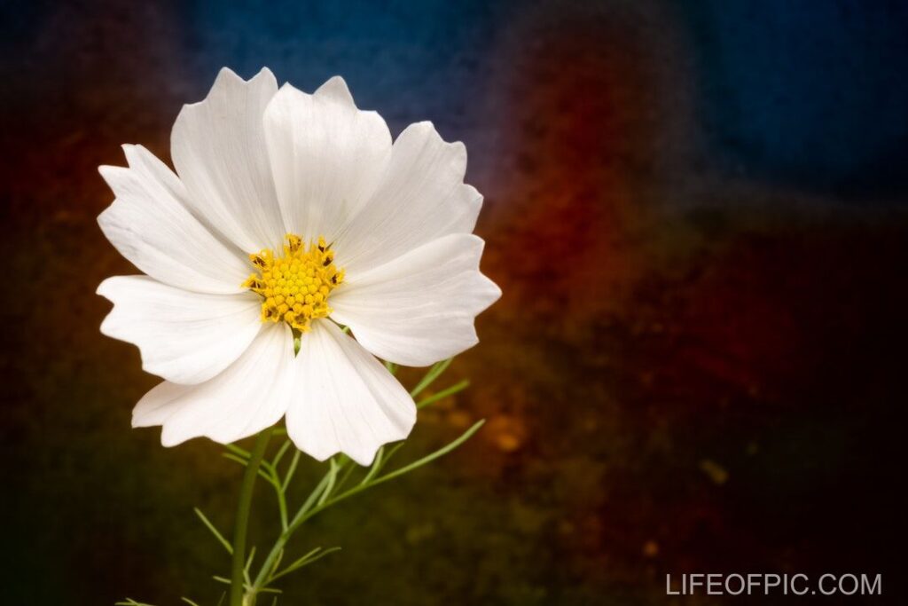 Delicate white garden cosmos growing in nature - flower images
