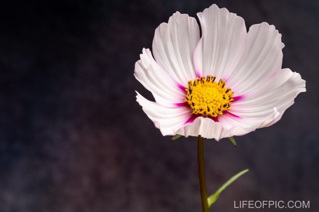 Gentle Cosmos bipinnatus herbaceous plant with white petals - flower images