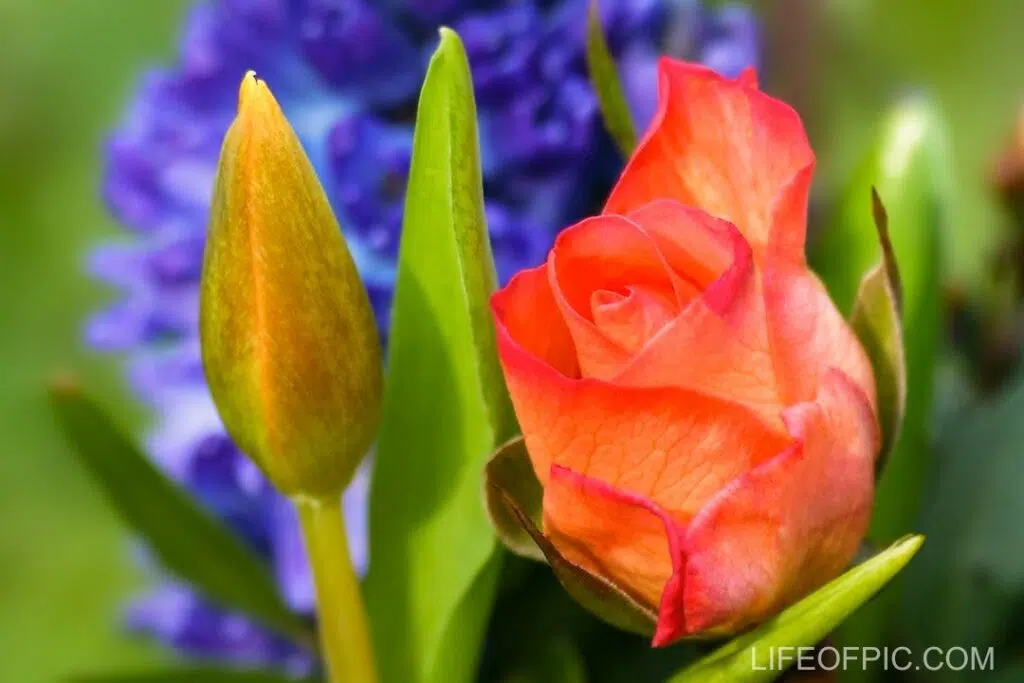 Photo of an Orange Flower - rose flower images