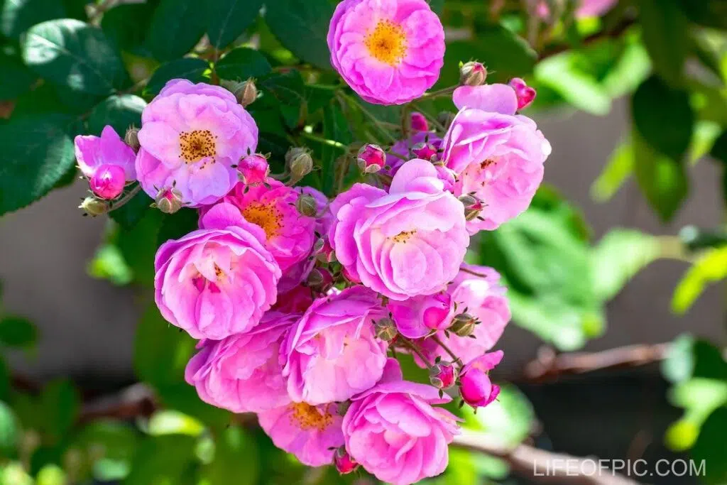 Pink Flowers with Green Leaves in the Garden - rose flower images