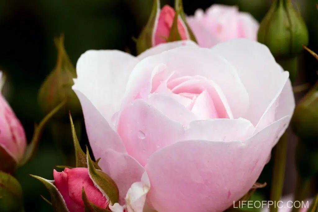 Pink Rose in Bloom Surrounded with Flower Buds - rose flower images