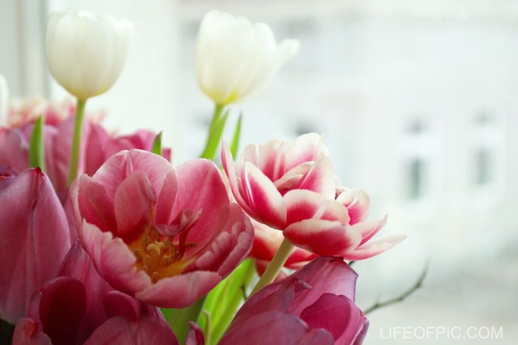 Pink Tulip Flowers - flower images