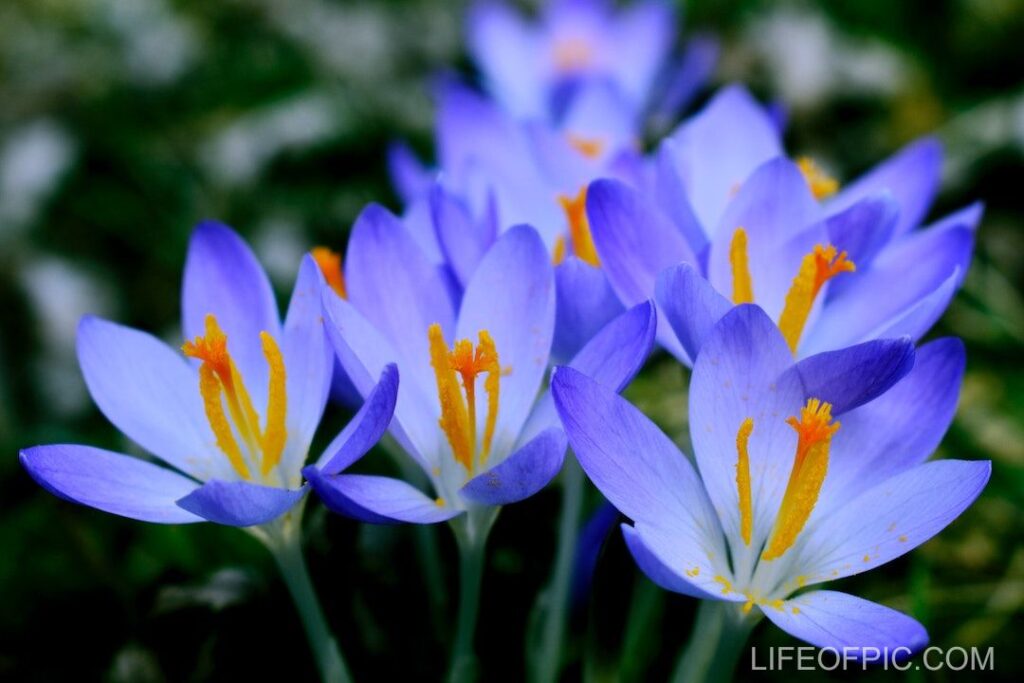 Purple Crocus Flowers in Bloom - flower images