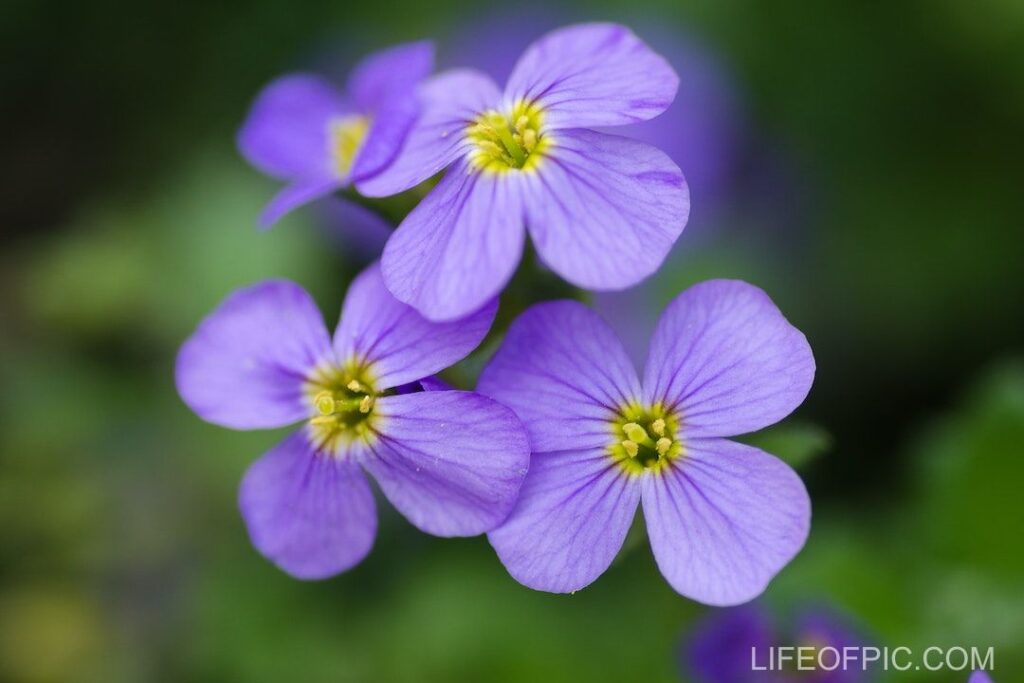 Purple Flowers - flower images