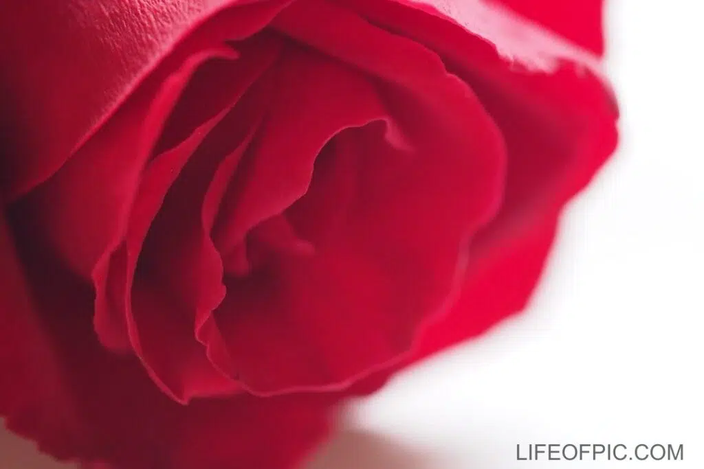 Red Flower Photography - rose flower images