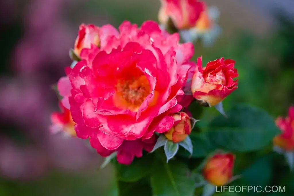 Red Roses in the Garden - rose flower images