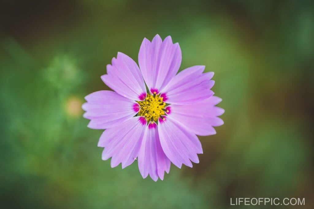 Top View of Purple Flower - flower images
