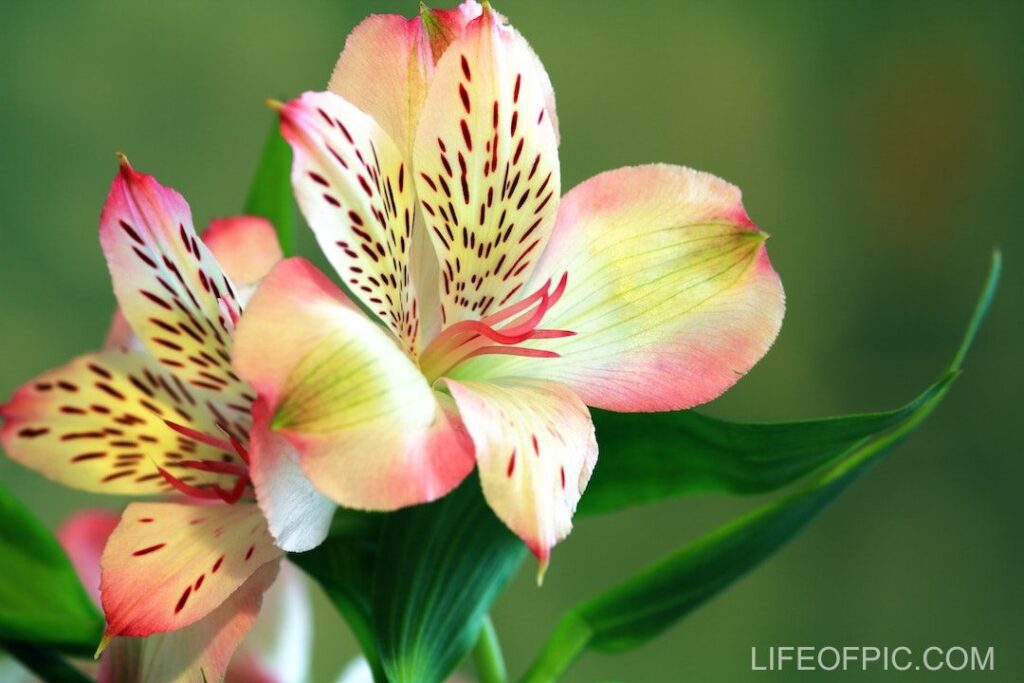 Two Pink and green Orchid Flowers - flower images
