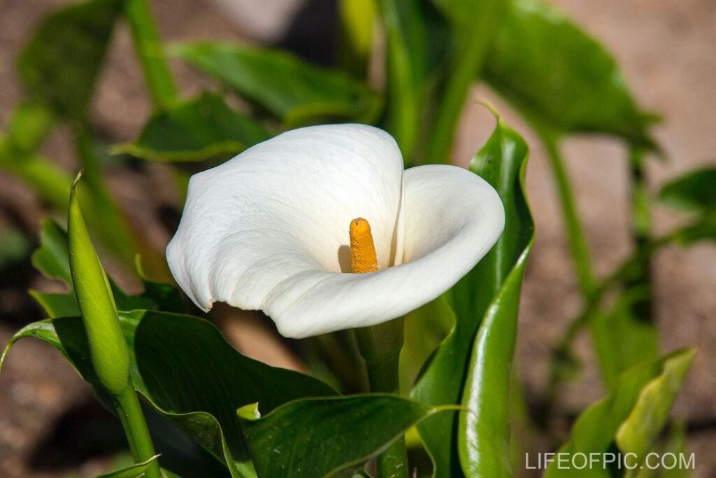 White Flower in Close Up Photography - flower images