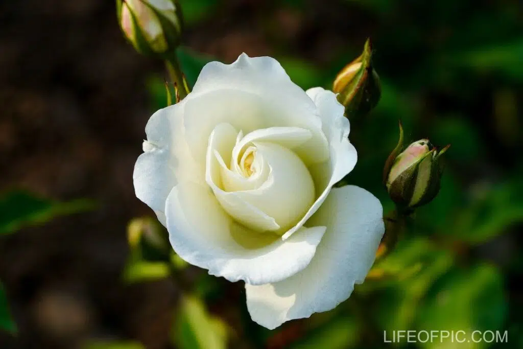 White Rose in Bloom - rose flower images
