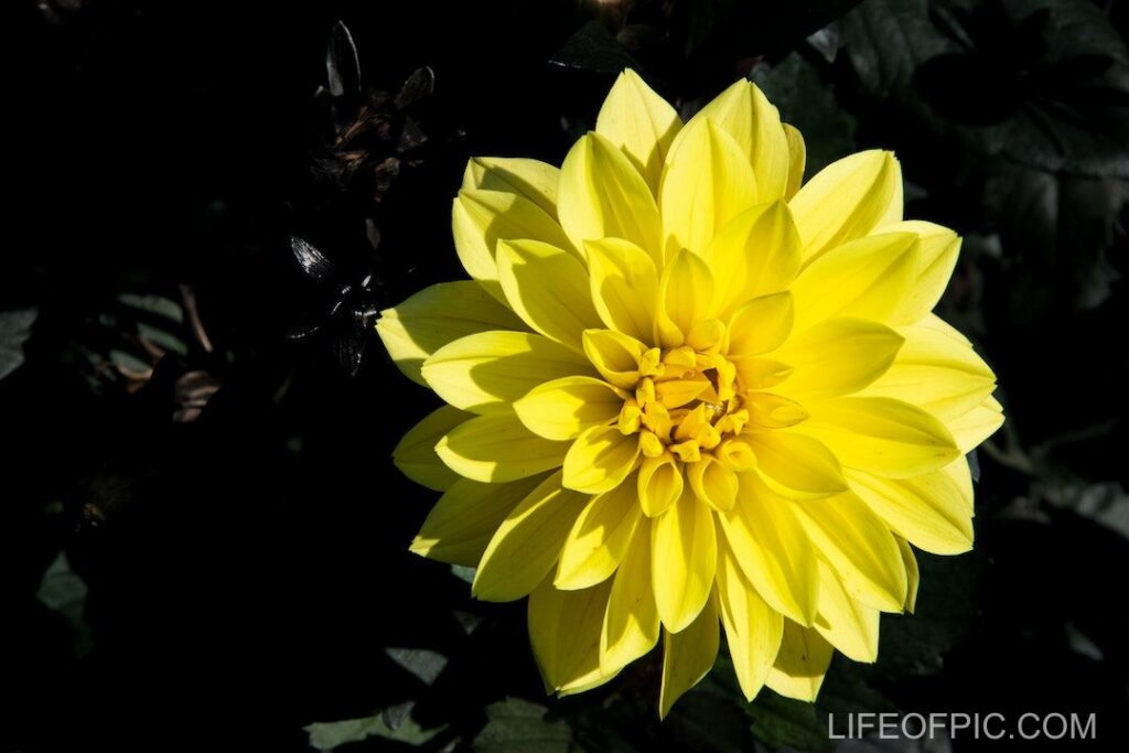 Yellow Flower in Close Up Photography - flower images