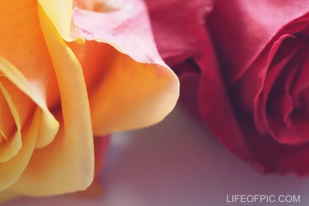 Yellow and Red Roses - rose flower images