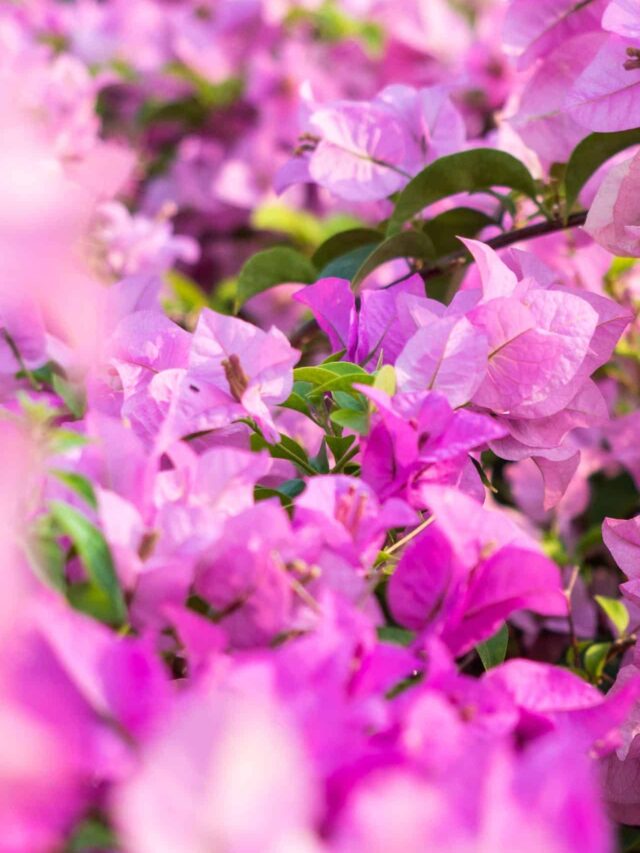 Most Beautiful Flowers in the World